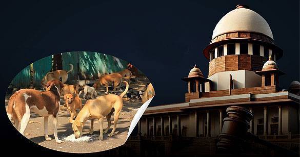 आवारा कुत्तों के मामले में पेश हुए राज्यों के मुख्‍य सचिव, 7 नवंबर को आएगा फैसला