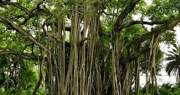 भारत के गौरवशाली अतीत को दर्शाता है बुलंदशहर में लगा यह बरगद का पेड़
